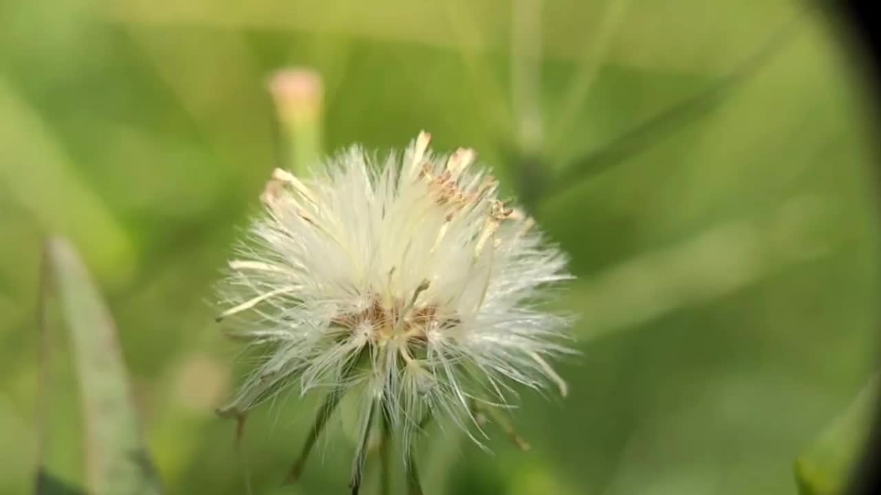 蒲公英草-野生植物