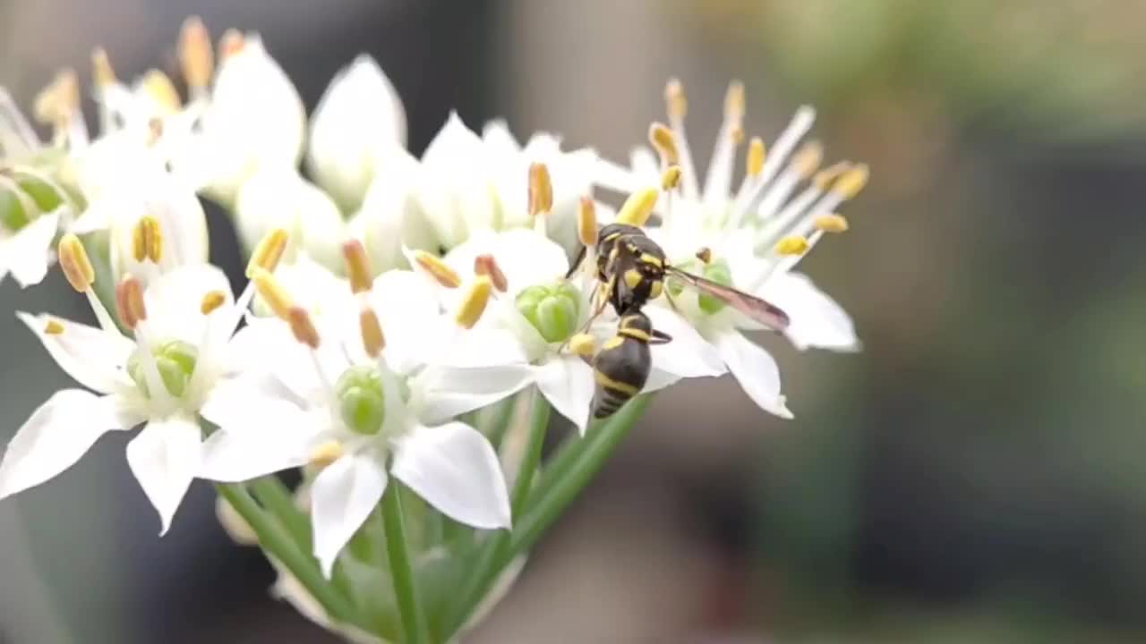 韭菜花上的昆虫