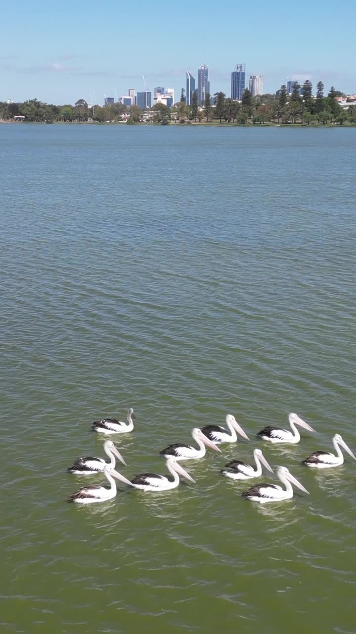 在珀斯附近的芒格湖看鹈鹕。所以风景如画。