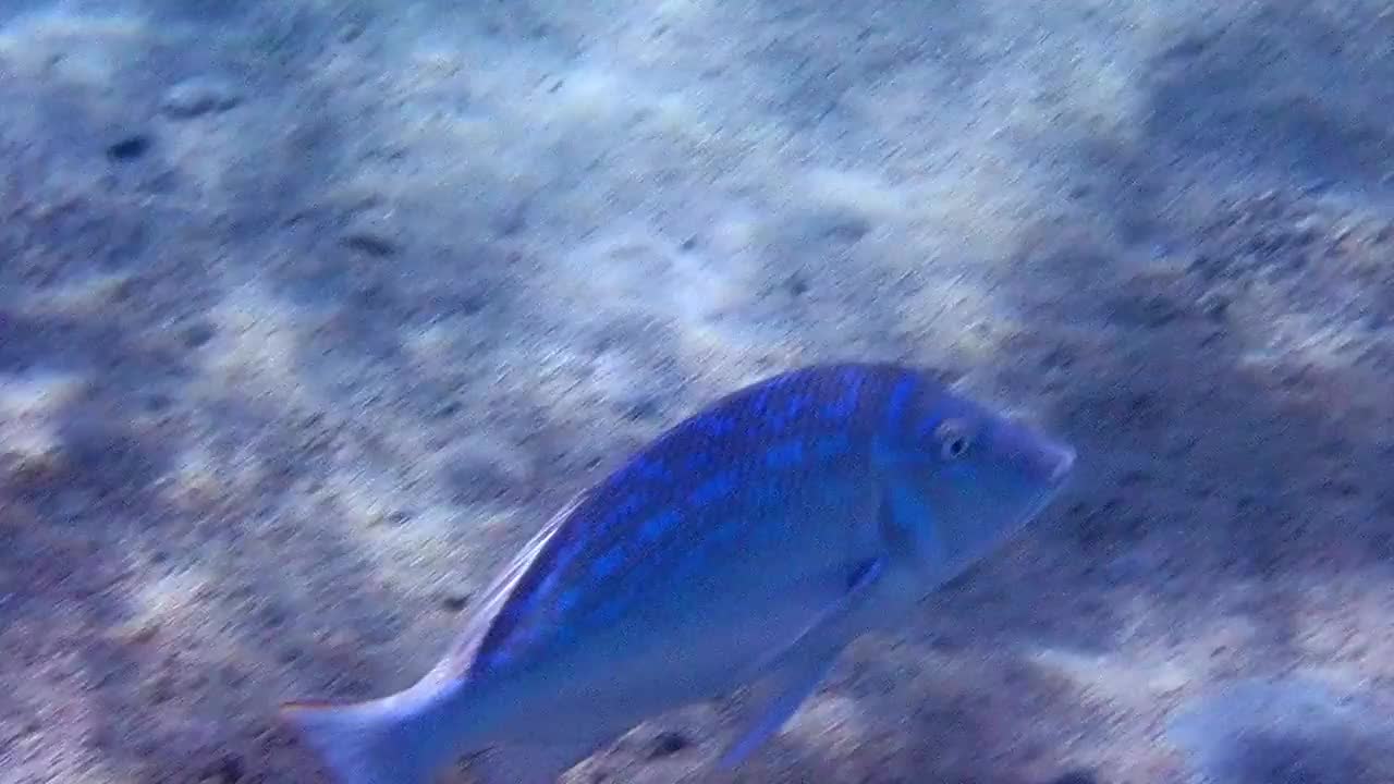 锦绣鱼是红海和太平洋重要的商业鱼类