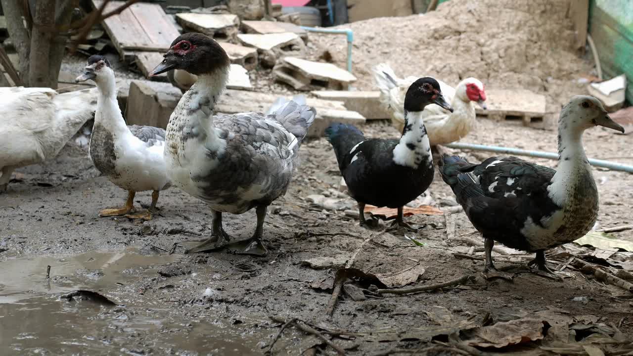 群鸭猎食水下泥，农业概念鸭场，动物场用鸭