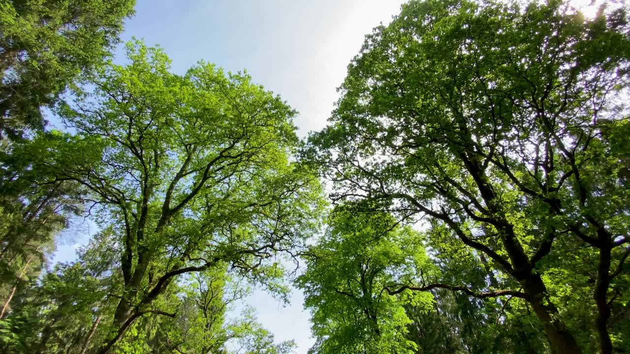 低角度拍摄的夏日绿树成荫的森林