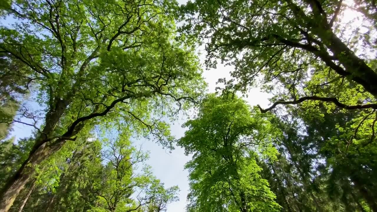 詳情圖-低角度拍攝的夏日綠樹(shù)成蔭的森林