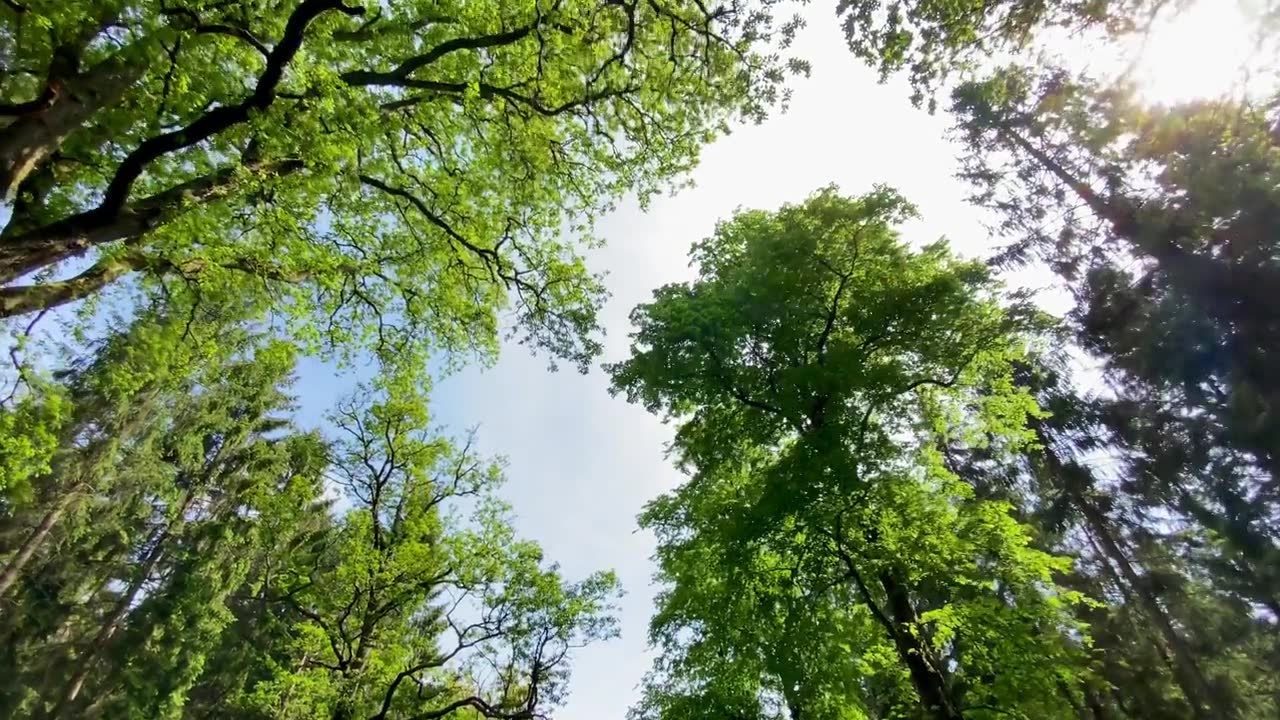 詳情圖-低角度拍攝的夏日綠樹(shù)成蔭的森林