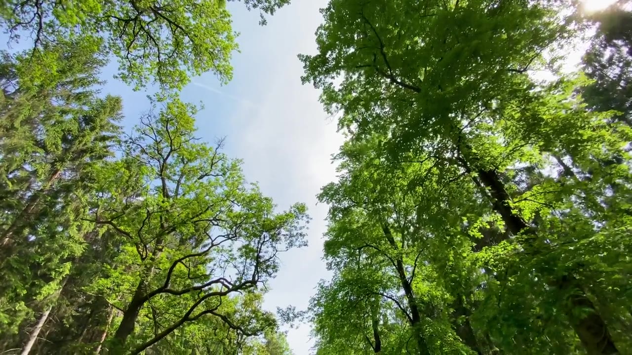 詳情圖-低角度拍攝的夏日綠樹(shù)成蔭的森林