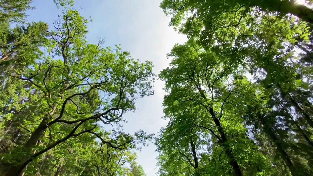 詳情圖-低角度拍攝的夏日綠樹(shù)成蔭的森林