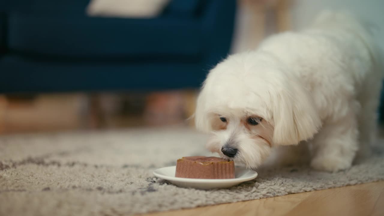 白色马尔济斯幼犬吃碗里的湿狗粮，均衡的宠物营养，零食