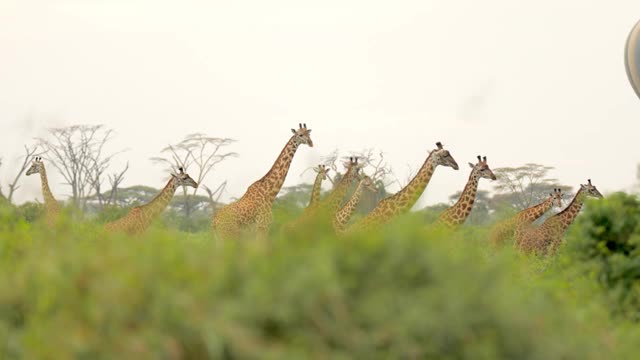 长颈鹿(camelopardalis)是一种非洲偶蹄类哺乳动物，是现存最高的陆生动物和最大的反刍动物。野生动物的概念，自然，非洲。