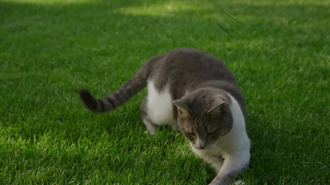 白色虎斑家猫在绿色的草地上玩耍，看起来很生气