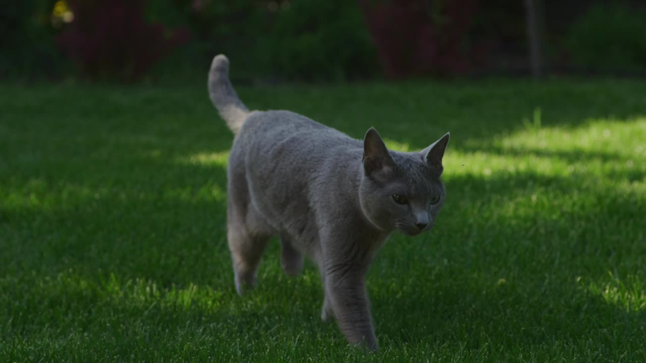 灰色纯种家猫在后院的绿草坪上爬行