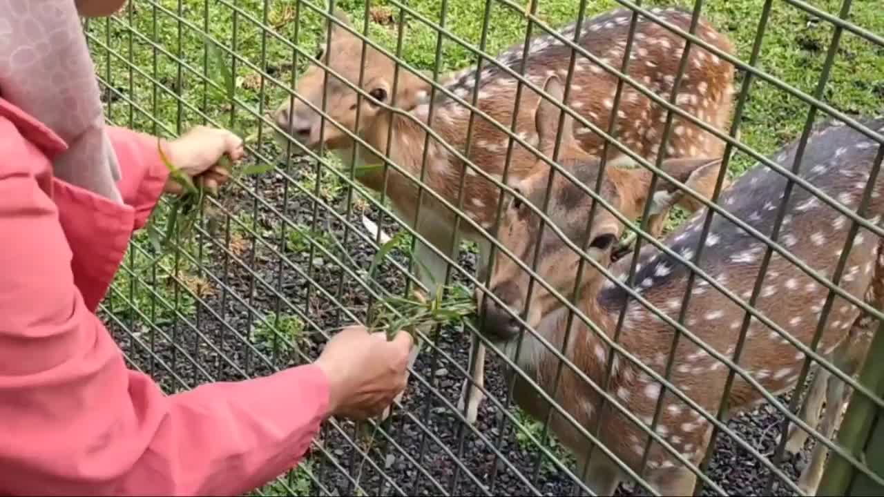 露天花园里的斑点鹿——喂鹿