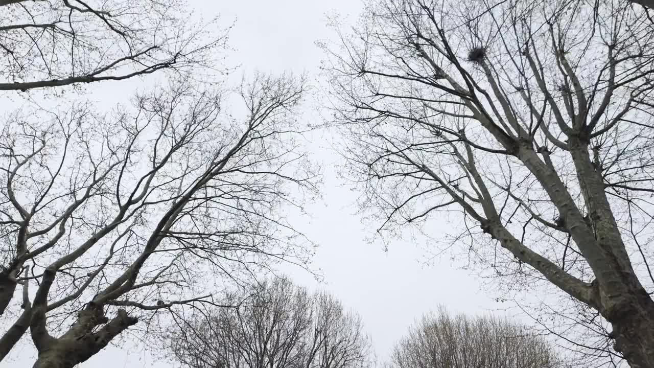 在阴云密布的天空中仰望贫瘠的树枝