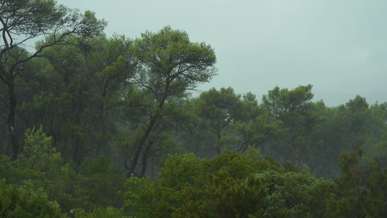 特写:达尔马提亚夏季暴雨期间，倾盆大雨和狂风吹过的树木