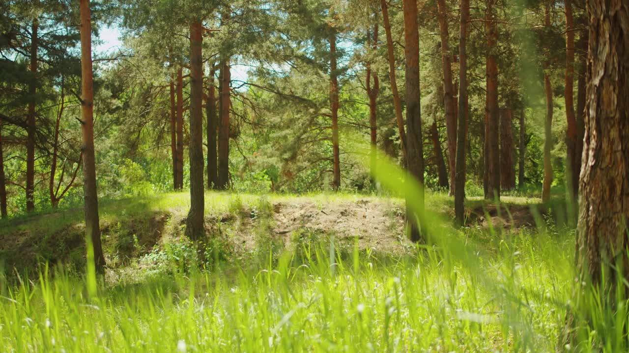 夏天的森林，绿树成荫，绿草如茵。美丽的景观理念，清新的树叶和植物，自然之美。