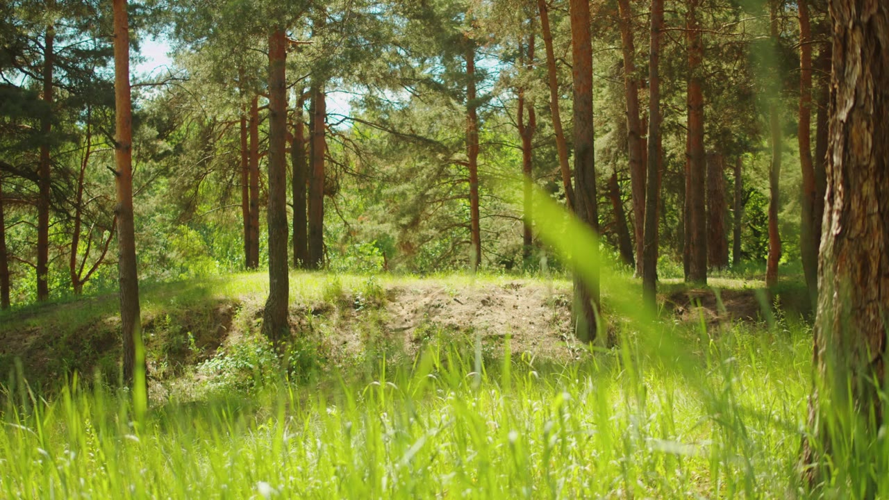 詳情圖-夏天的森林，綠樹成蔭，綠草如茵。美麗的景觀理念，清新的樹葉和植物，自然之美。