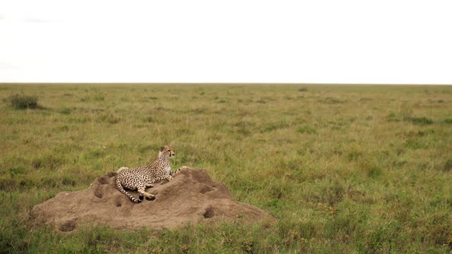 夏日正午，壮丽的猎豹躺在岩石上的肖像。野猫四处观察，估计情况。非洲广阔田野自然栖息地的捕食者。野生动物的概念，游猎。