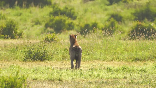 孤独的鬣狗在炎热的夏日里缓慢地穿过宽阔的非洲草地。野生捕食者四处张望。异国动物的概念，荒野的自然。坦桑尼亚自然栖息地的野生动物
