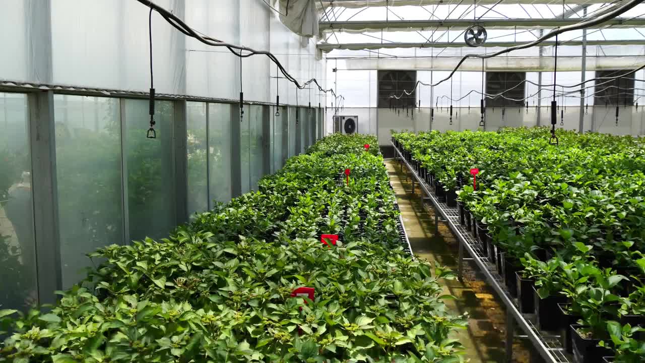 温室里的幼苗。温室盆栽植物内的幼苗。农业科学概念