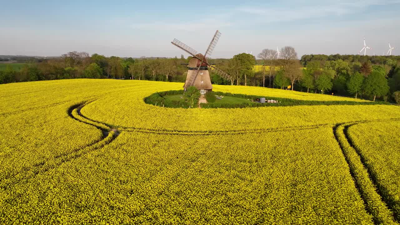 三层楼高的荷兰土风车在油菜地的空中轨道和它周围的现代风力涡轮机的背景。经典与现代风能利用。