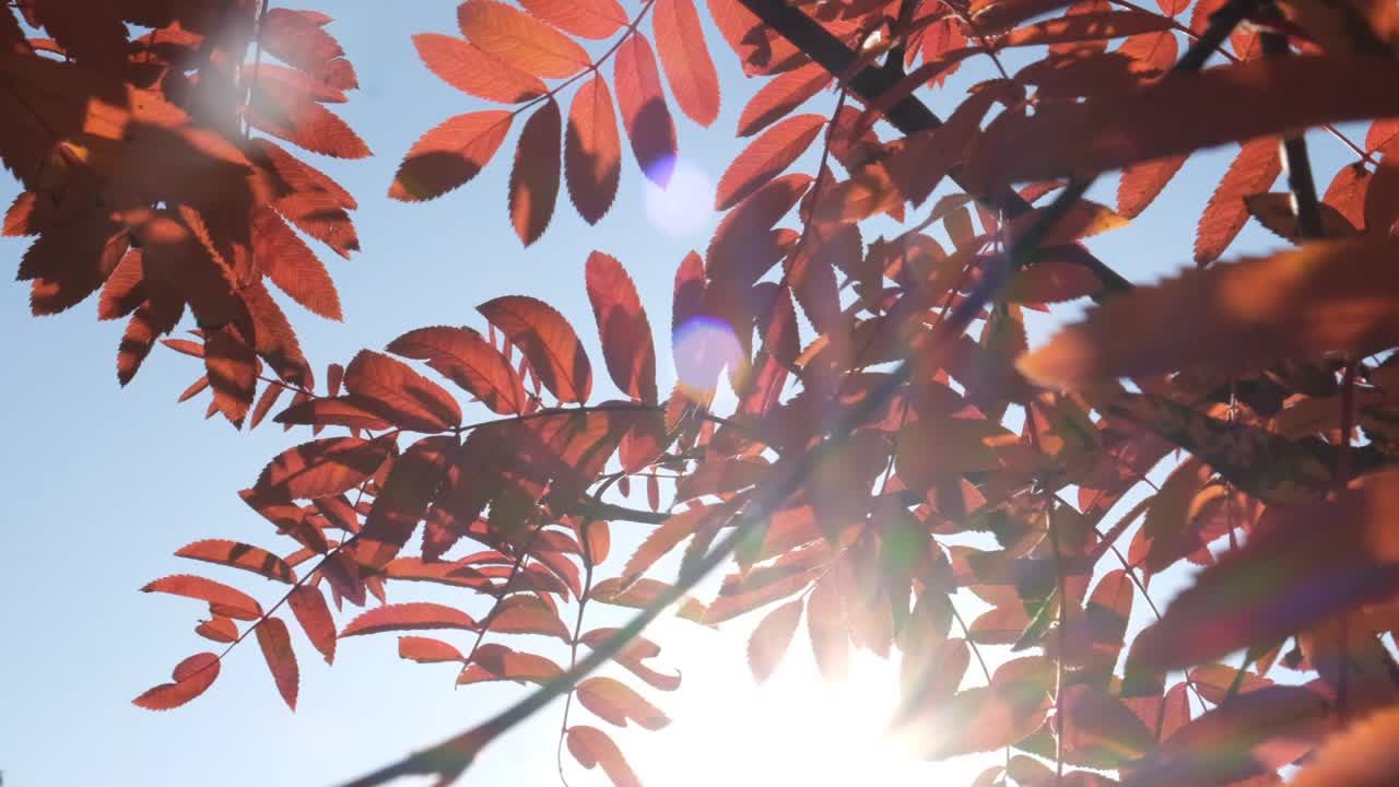 红蔷薇树，秋日清风自然，果实山灰。柔和模糊的晨光。天空背景上的荆芥树特写。