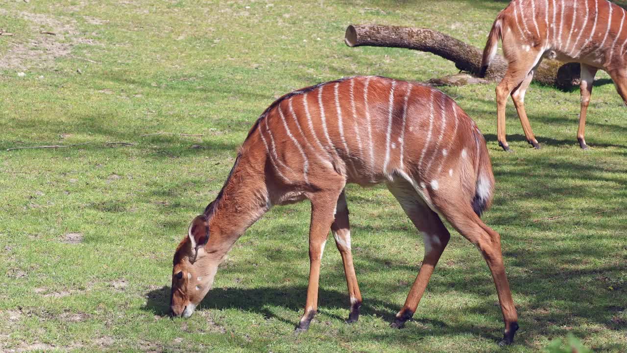 羚羊(Tragelaphus angasii)是一種原產于非洲南部的螺旋角羚羊。