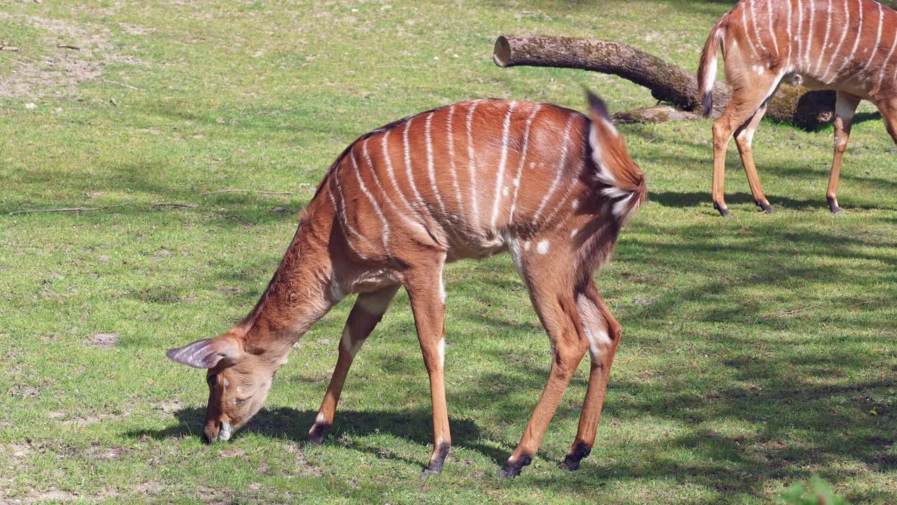 詳情圖-羚羊(Tragelaphus,angasii)是一種原產(chǎn)于非洲南部的螺旋角羚羊。