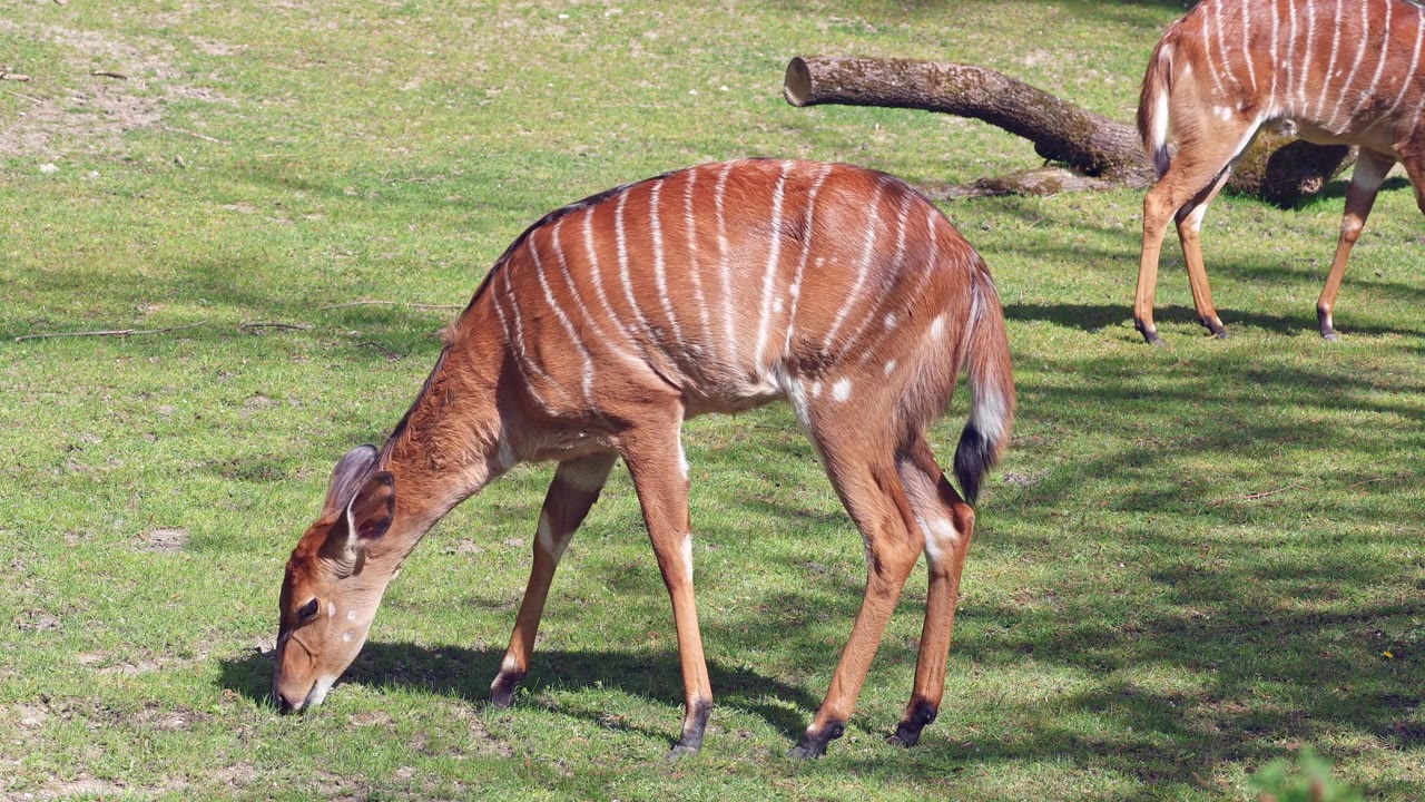 詳情圖-羚羊(Tragelaphus,angasii)是一種原產(chǎn)于非洲南部的螺旋角羚羊。