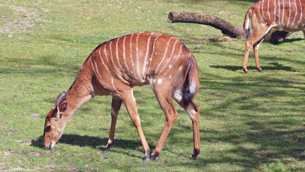 詳情圖-羚羊(Tragelaphus,angasii)是一種原產(chǎn)于非洲南部的螺旋角羚羊。