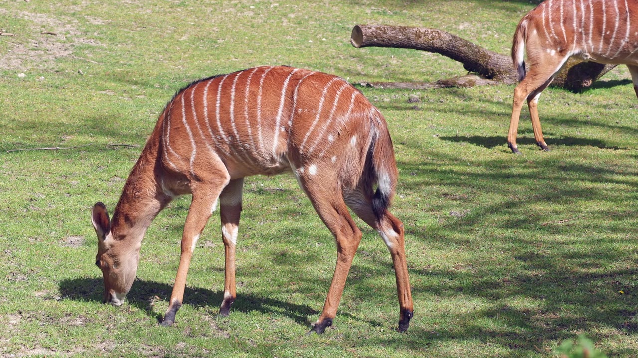 詳情圖-羚羊(Tragelaphus,angasii)是一種原產(chǎn)于非洲南部的螺旋角羚羊。