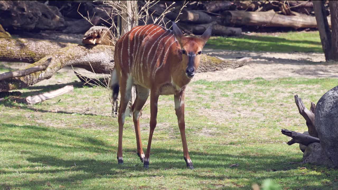 羚羊(Tragelaphus angasii)是一种原产于非洲南部的螺旋角羚羊。