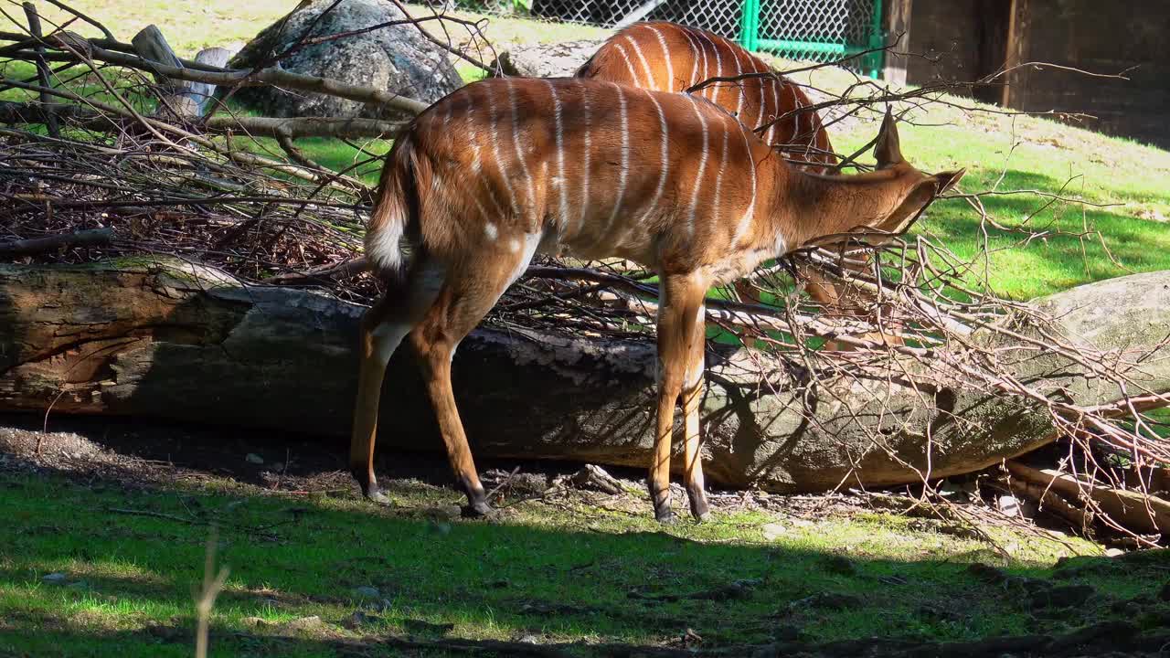 羚羊(Tragelaphus angasii)是一种原产于非洲南部的螺旋角羚羊。