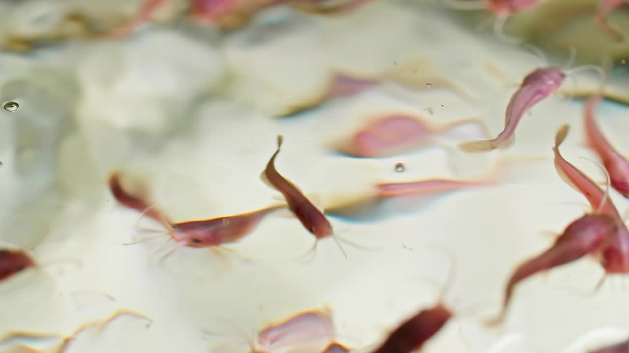 未来的游泳者:有机小鱼在水产养殖中的成熟