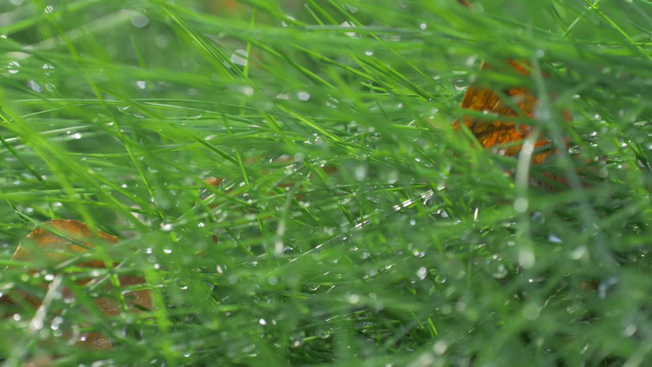 雨使草潮湿了