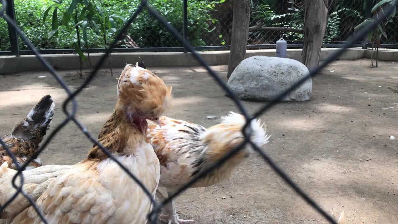 羽毛好奇:斑点鸡
