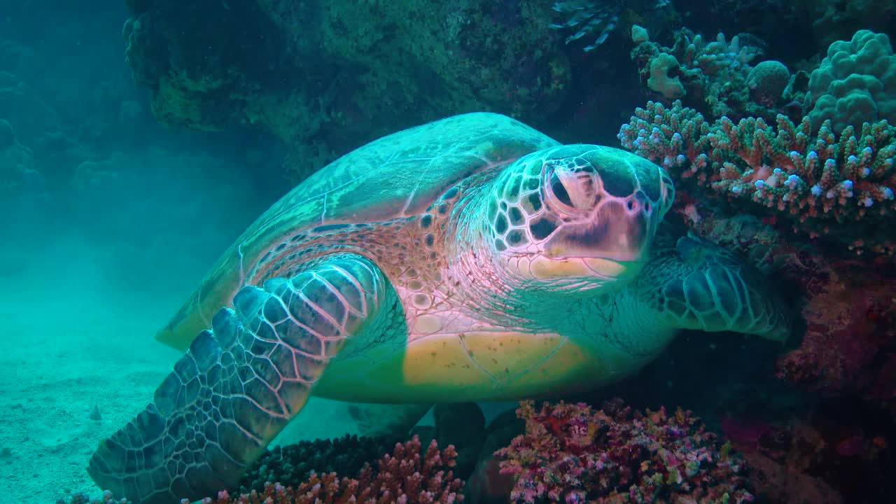 绿海龟(Chelonia mydas)在红海的珊瑚礁上休息