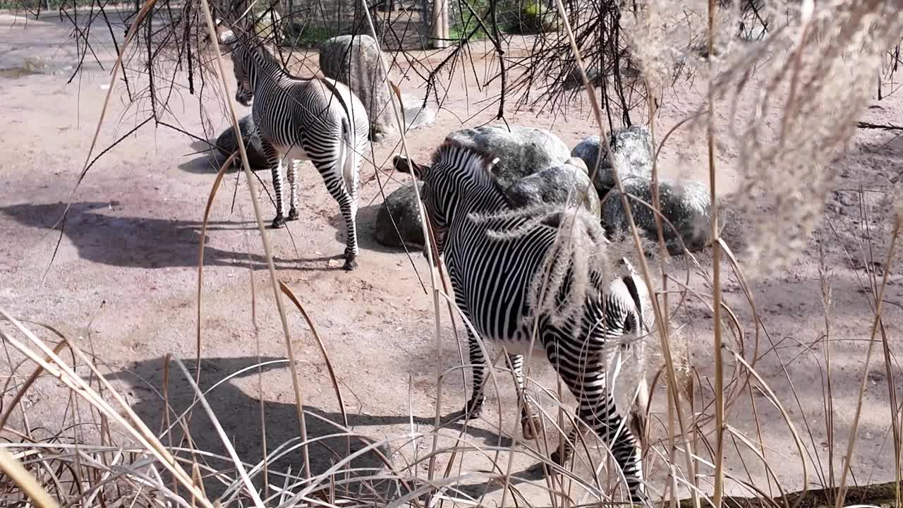 一群斑馬在動物園里散步