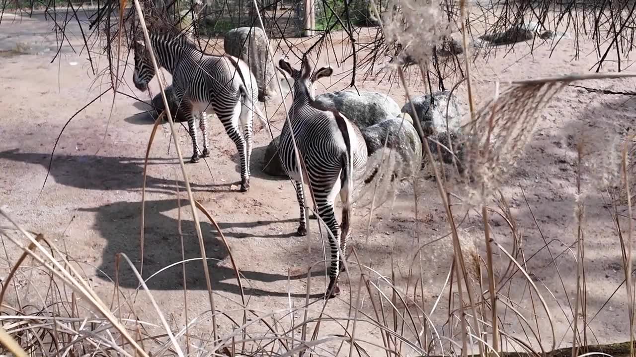 詳情圖-一群斑馬在動物園里散步
