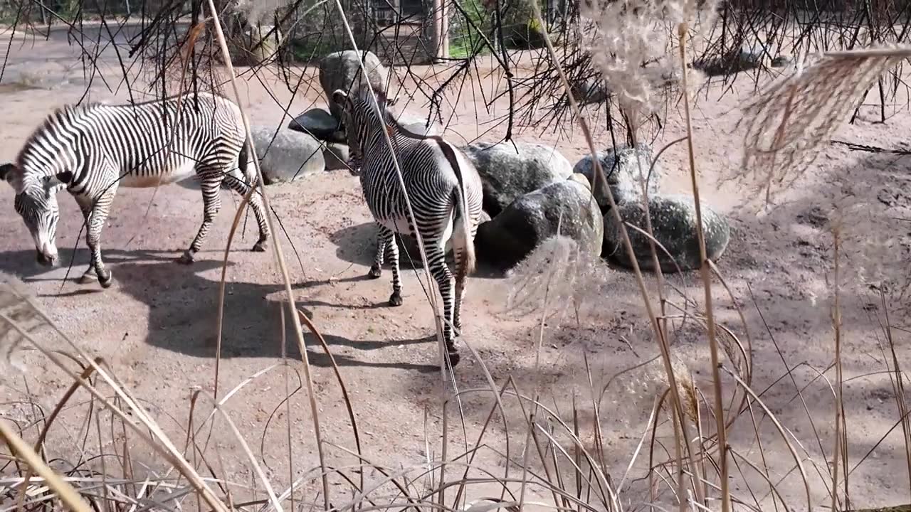 詳情圖-一群斑馬在動物園里散步