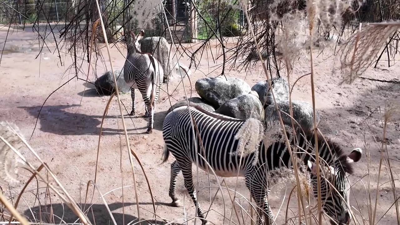 詳情圖-一群斑馬在動物園里散步