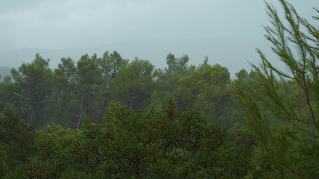 特写:暴雨期间树木在狂风下弯曲的动态运动