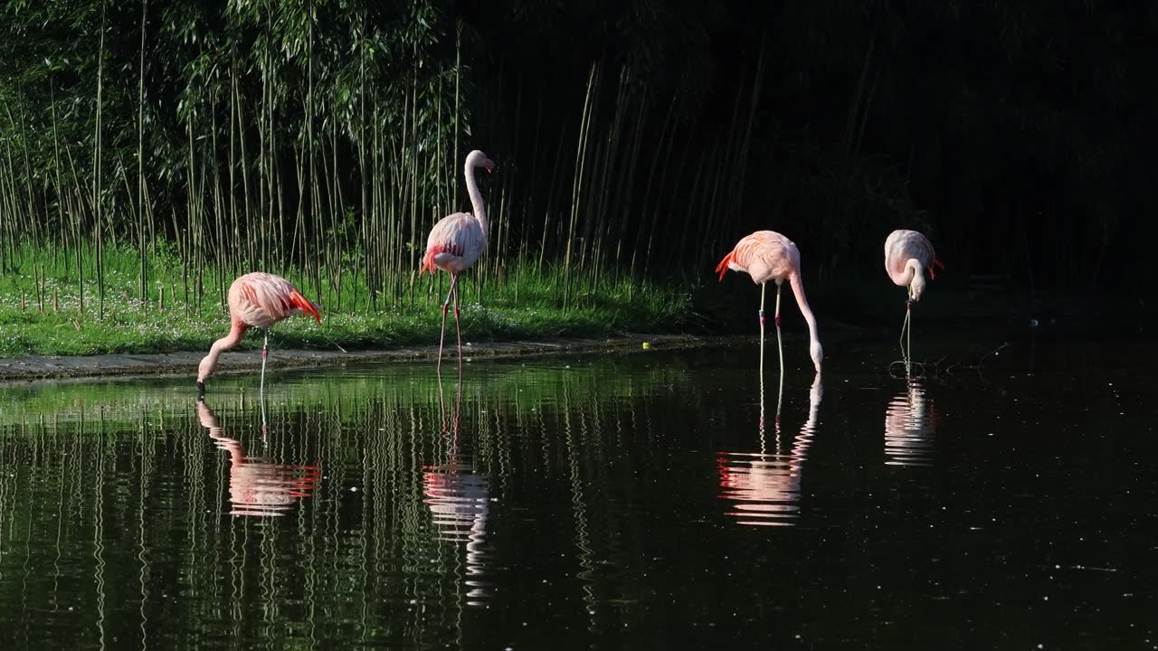 詳情圖-非洲火烈鳥在水中行走的特寫肖像
