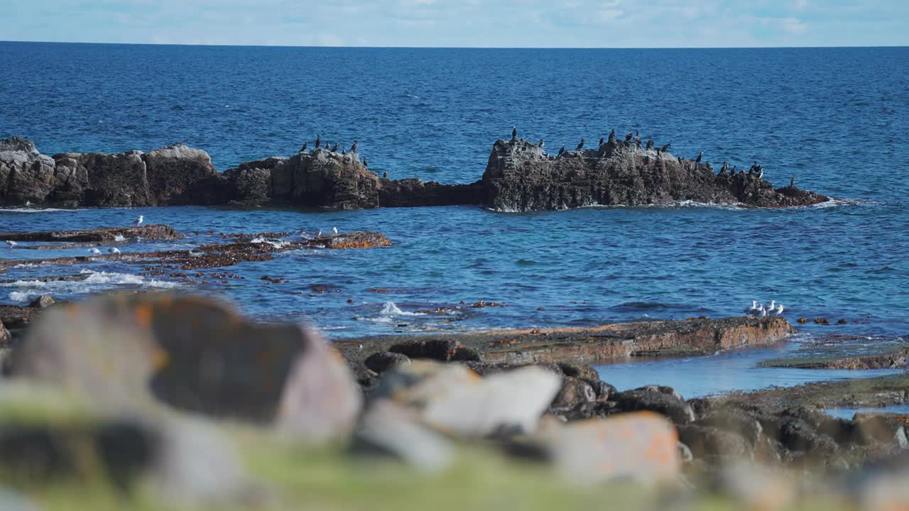 成群的海鸟栖息在岸边黑暗的干枯的岩石上，海浪拍打着海滩。