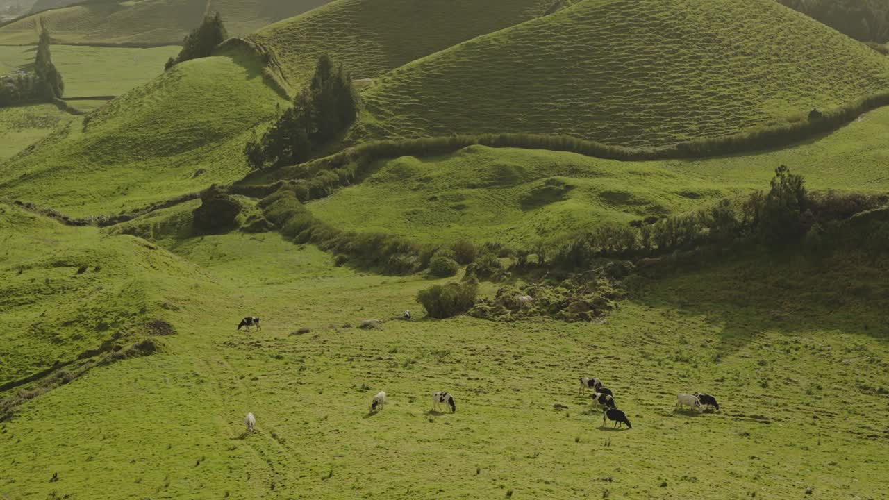 葡萄牙鄉村風景優美的青山和放牧的牛