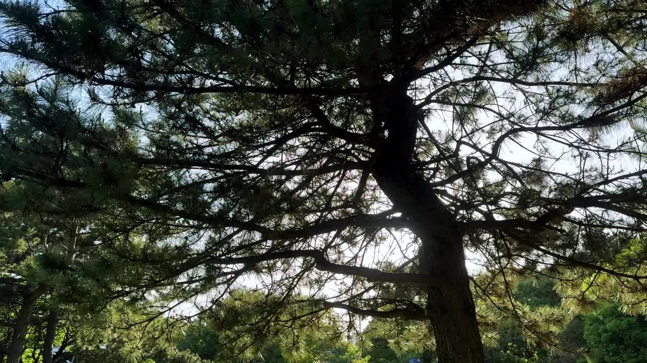 阳光透过松树浓密的树枝，营造出宁静的林地氛围
