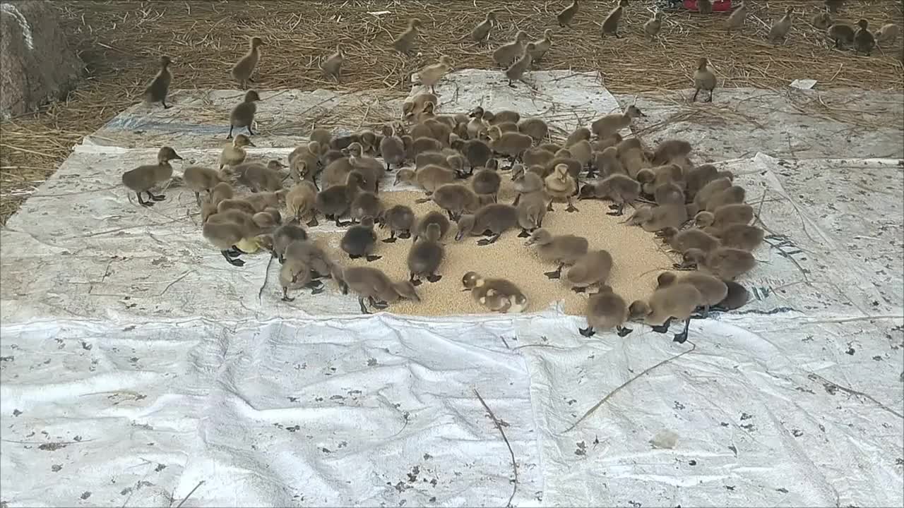 一群小鸭子在农场里一起吃东西