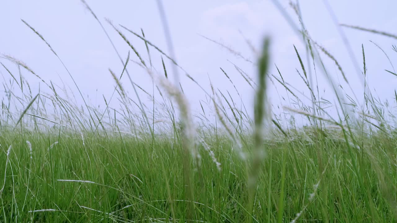 白茅，一种生长在草原、草地、牧场和沼泽栖息地的热带草。