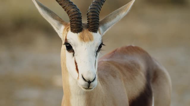 納米比亞黑斑羚孤獨的肖像。在博茨瓦納中部喀拉哈里野生動物保護區，陽光明媚的日子里，大草原上的跳羚。特寫鏡頭。非洲概念的野生哺乳動物。狩獵旅游