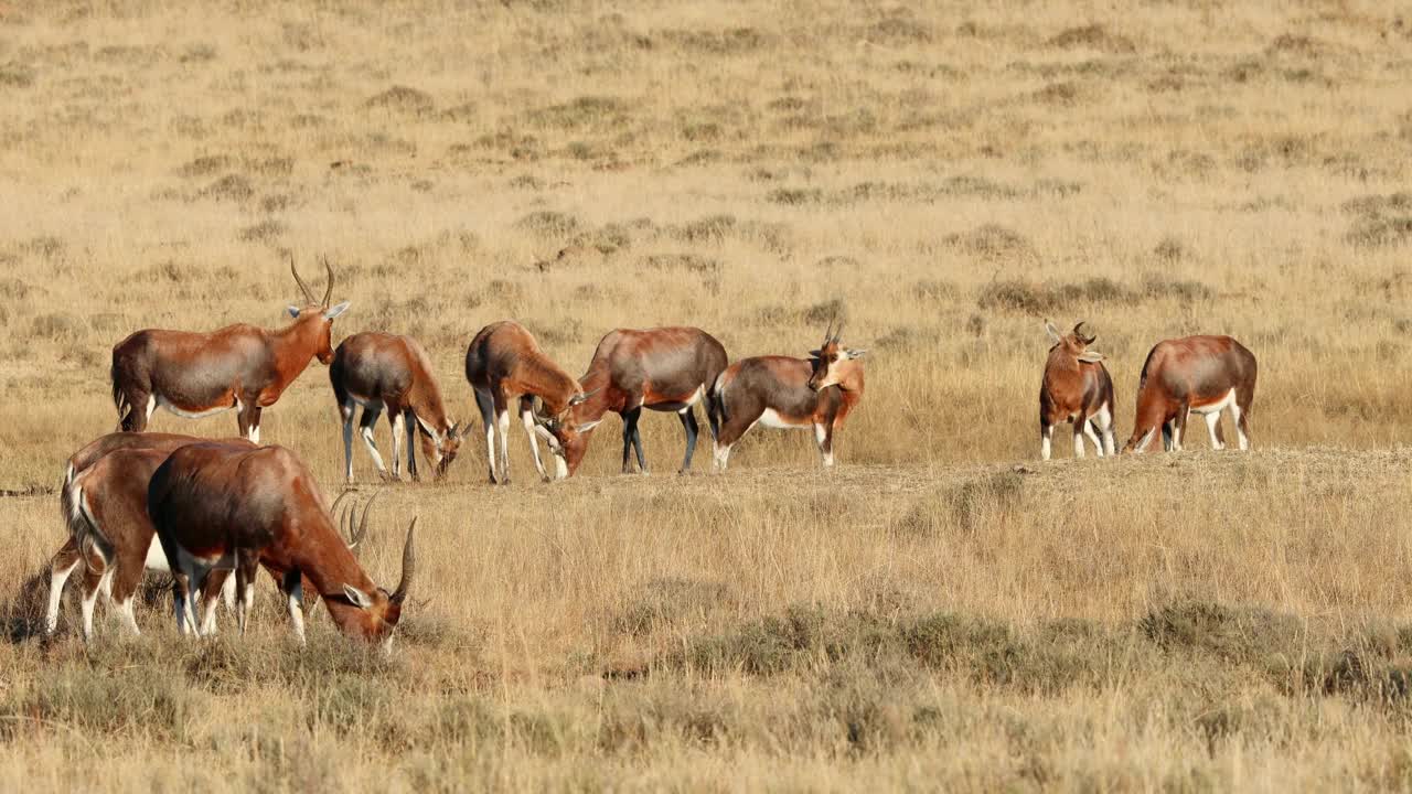 一群大羚羊(Damaliscus pygargus)在南非山地斑馬國家公園的草地上吃草