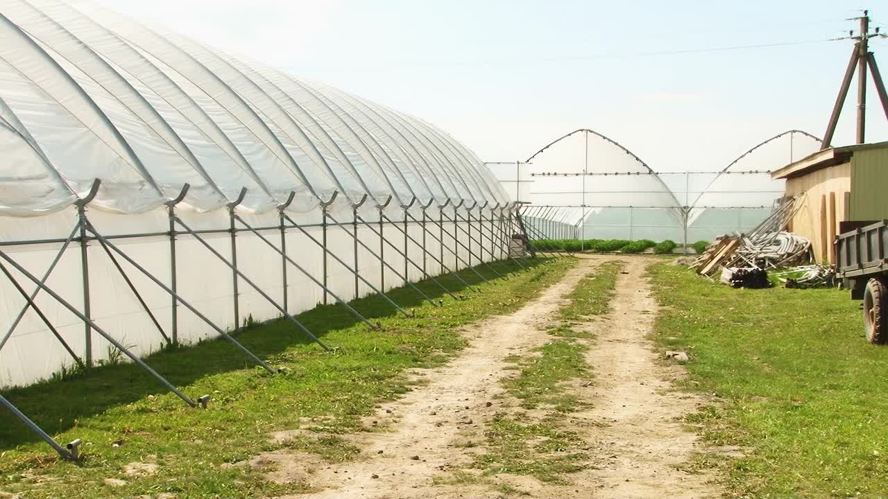 视频集-在温室里收获草莓。在温室条件下种植草莓。