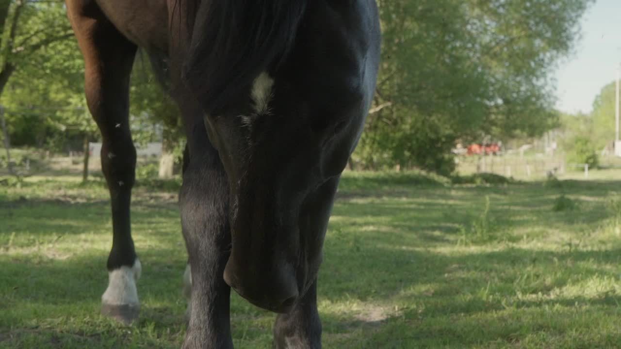 那匹黑马用口鼻在腿上蹭来蹭去。